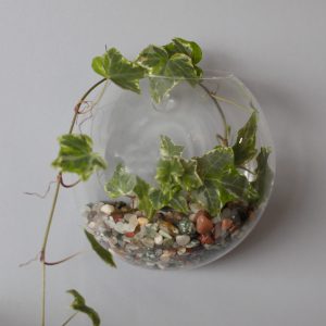 All Glass Terrarium – Small Hanging Wall Bowl