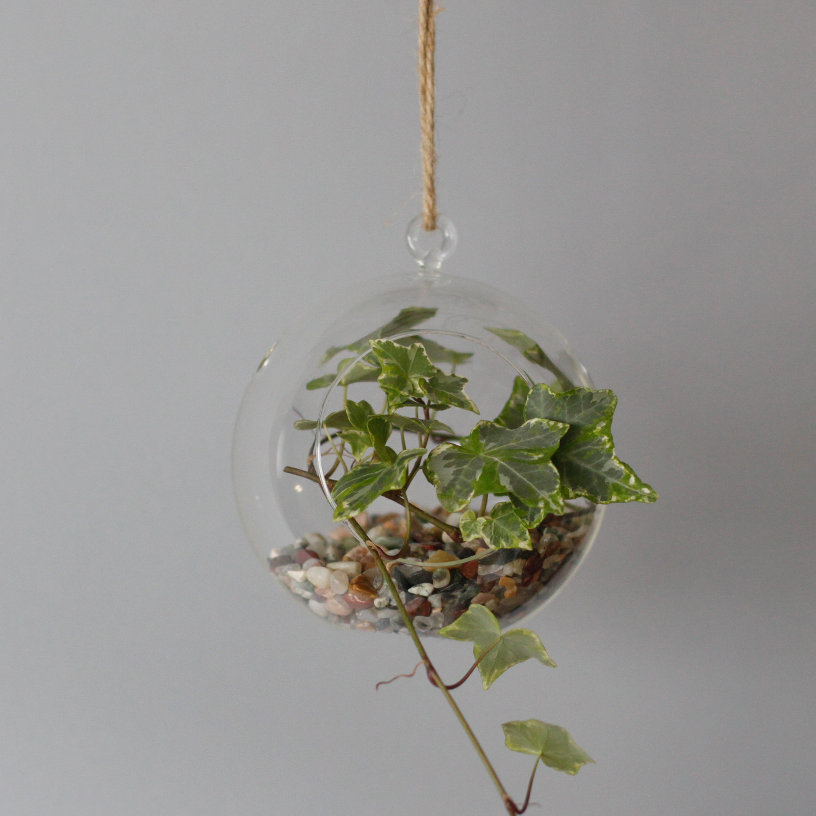 All Glass Terrarium - Globe Hanging Bowl - Image 11