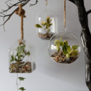 All Glass Terrarium – Globe Hanging Bowl