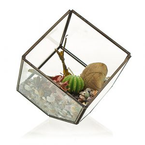 Glass Terrarium – Cube on Corner